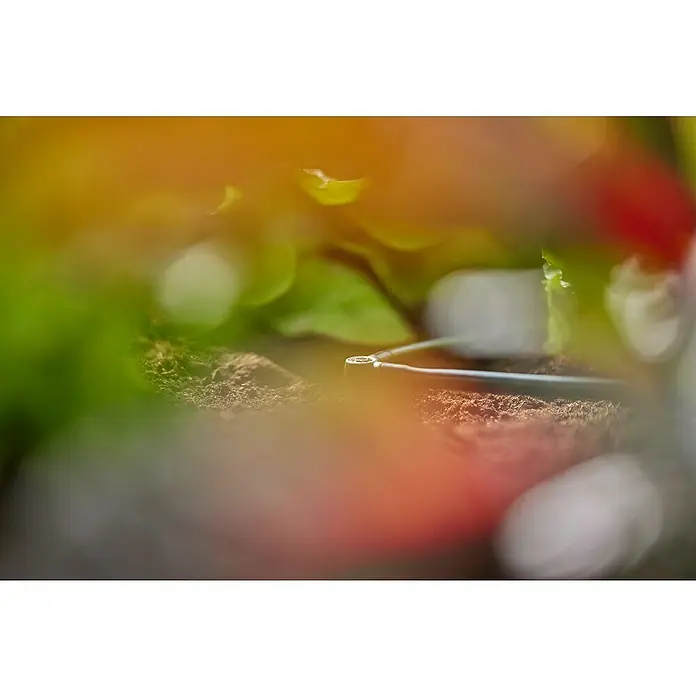 Gardena Micro-Drip L-Stück - Durchmesser Anschluss: 4,6 mm, 10 Stk., Kunststoff - Nahaufnahme eines Bewässerungssystems im Garten. Das Bild zeigt Details der Bewässerung von Pflanzen mit einem Tropfer.