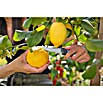 Gardena Erntemesser VeggieCut (Länge: 20,3 cm) | BAUHAUS
