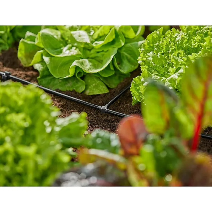 Gardena Micro-Drip Pieza T - 3/16" x 4,6 mm, 10 ud. - Primer plano de un sistema de riego entre plantas de lechuga verde, que permite un riego eficiente del jardín.
