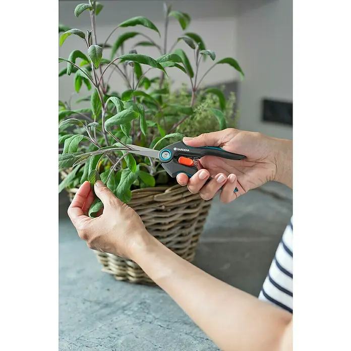 Gardena Scheren-Set FreshCut mit Kräuterschilder - 4 -tlg. - Nahaufnahme einer Person, die mit einer Gardena Kräuterschere frische Kräuter aus einem Korb schneidet.