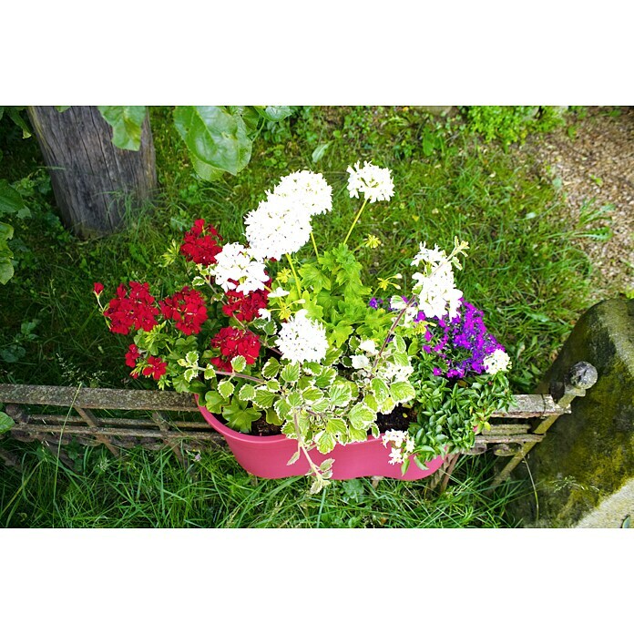 KHW Geländertopf Flowerclip XL (2 Stk., 57,5 cm, Beere)