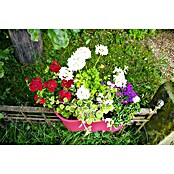 KHW Geländertopf Flowerclip XL (2 Stk., 57,5 cm, Beere)