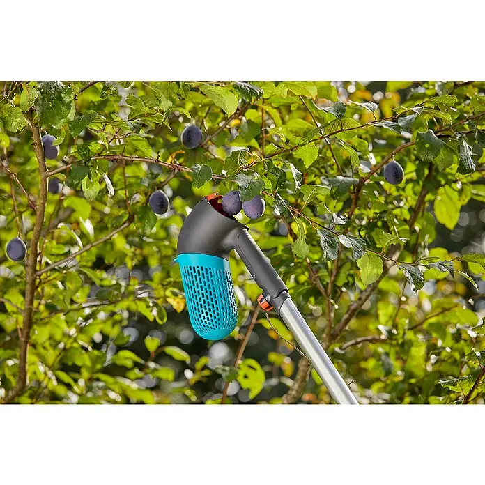 Gardena Combisystem Obstsammler Set mit Teleskopstiel - Fassungsvermögen: 0,8 l - Nahaufnahme einer Pflaumenpflückhilfe von Gardena, die an einem Baum mit reifen Pflaumen hängt. Das Gerät erleichtert die Ernte.