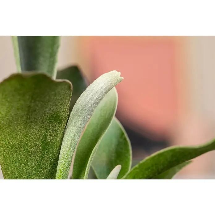 Piardino Geweihfarn - Platycerium bifurcatum, Topfgröße: 12 cm - Nahaufnahme einer Pflanze mit grünen Blättern und einer samtigen Textur. Die Details der Blattstruktur sind gut erkennbar.