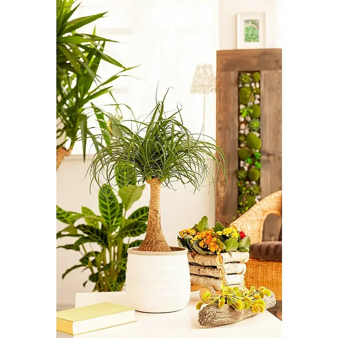 Piardino Elefantenfuß - Beaucarnea recurvata, Topfgröße: 17 cm, Aufrecht - Zimmerpflanze Beaucarnea recurvata in einem weißen Topf, neben Blumen und einem Buch auf einem Tisch, schafft eine frische und natürliche Atmosphäre.
