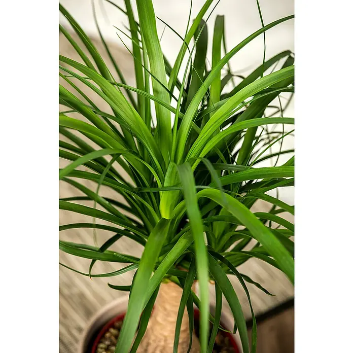 Piardino Elefantenfuß - Beaucarnea recurvata, Topfgröße: 17 cm, Aufrecht - Nahaufnahme einer Zimmerpflanze, einer prächtigen Beaucarnea recurvata, deren lange, grüne Blätter elegant aus dem Stamm sprießen.