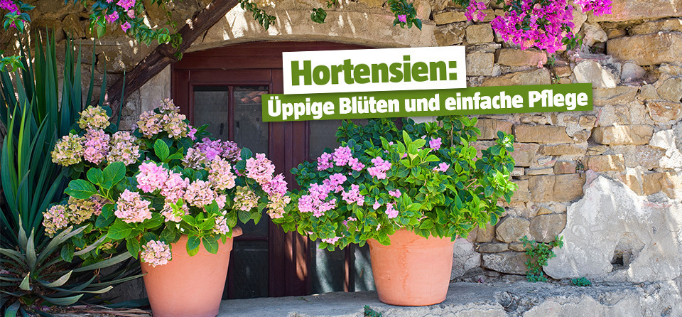 Ansprüche und Blüte | geringe Üppige BAUHAUS Hortensien: