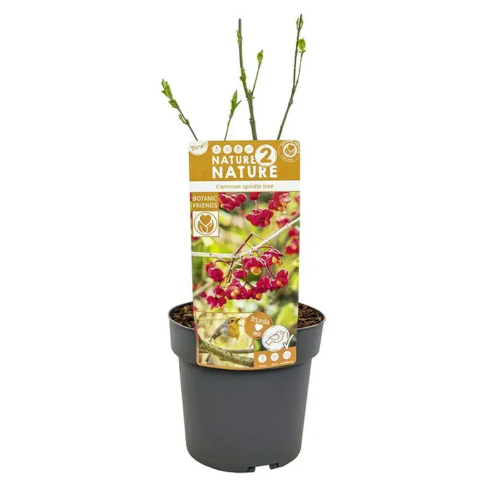 Ziersträucher-Mix Vogel- und Insektennährgehölze - verschiedene Arten - Gemeiner Spindelstrauch im Topf. Die Pflanze hat ein Etikett mit der Aufschrift "Nature 2 Nature".