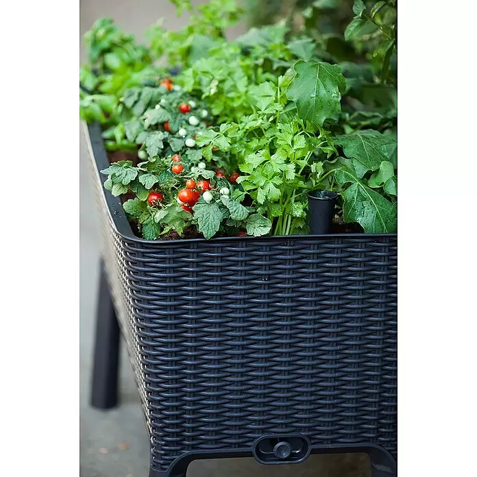 Keter Hochbeet Easy Growing - 114 x 49,3 x 75,7 cm, Kunststoff, Dunkelgrau - Dunkelgrauer Hochbeet-Pflanzkasten aus geflochtenem Kunststoff, gefüllt mit Kirschtomaten und Kräutern.
