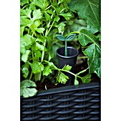 Keter Hochbeet Easy Growing (114 x 49,3 x 75,7 cm, Kunststoff)