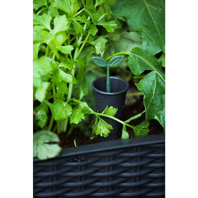 Keter Hochbeet Easy Growing - 114 x 49,3 x 75,7 cm, Kunststoff, Dunkelgrau - Nahaufnahme einer Pflanze mit Bewässerungssystem.