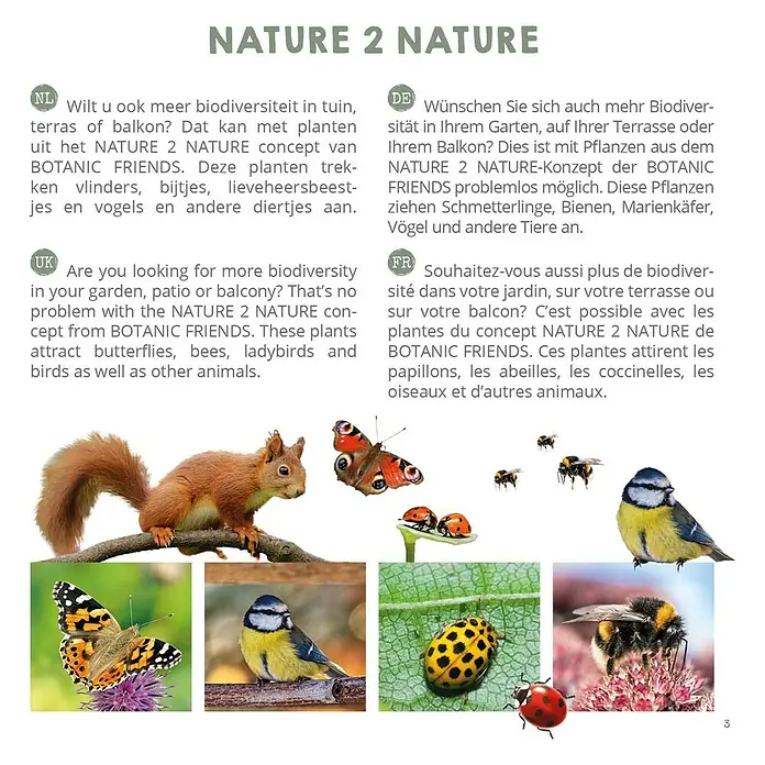 Ziersträucher-Mix Vogel- und Insektennährgehölze - verschiedene Arten - Pflanzen aus dem NATURE 2 NATURE-Konzept der BOTANIC FRIENDS ziehen Schmetterlinge, Bienen, Marienkäfer, Vögel und andere Tiere an.
