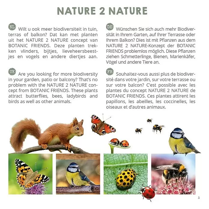 Ziersträucher-Mix Vogel- und Insektennährgehölzeverschiedene Arten
