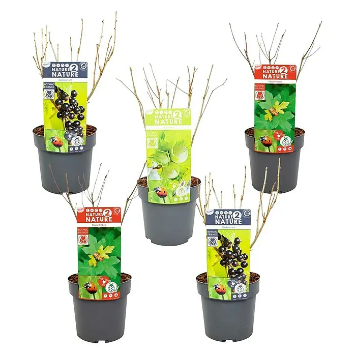 Ziersträucher-Mix Vogel- und Insektennährgehölze - verschiedene Arten - Fünf Pflanzen der Marke Nature 2 Nature in Töpfen mit Etiketten, darunter Schwarze Johannisbeere, Haselnuss und Ahornhecke.