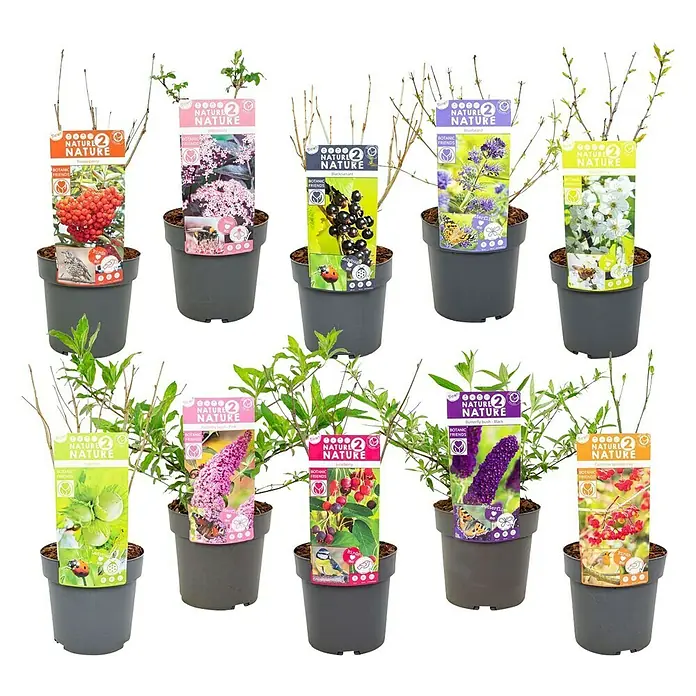 Ziersträucher-Mix Vogel- und Insektennährgehölze - verschiedene Arten - Vielfalt an "Botanic Nature Friends" Pflanzen in Töpfen. Ideal für Gartenliebhaber und Naturschützer.