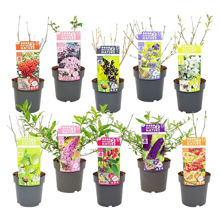 opuntia zimmerpflanze Opuntia rubescens Kaktus 25–30 cm – Feigenkaktus Ohrenkaktus winterhart  Sukkulente Zimmerpflanze main image 0