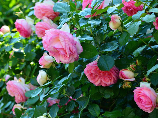 Duftrosen rosafarben für den Garten