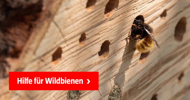 Empfehlungsteaser Hilfe für Wildbienen