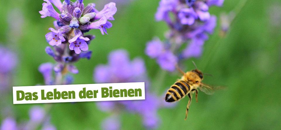 Bienenvolk: Bestäuben von Blumen