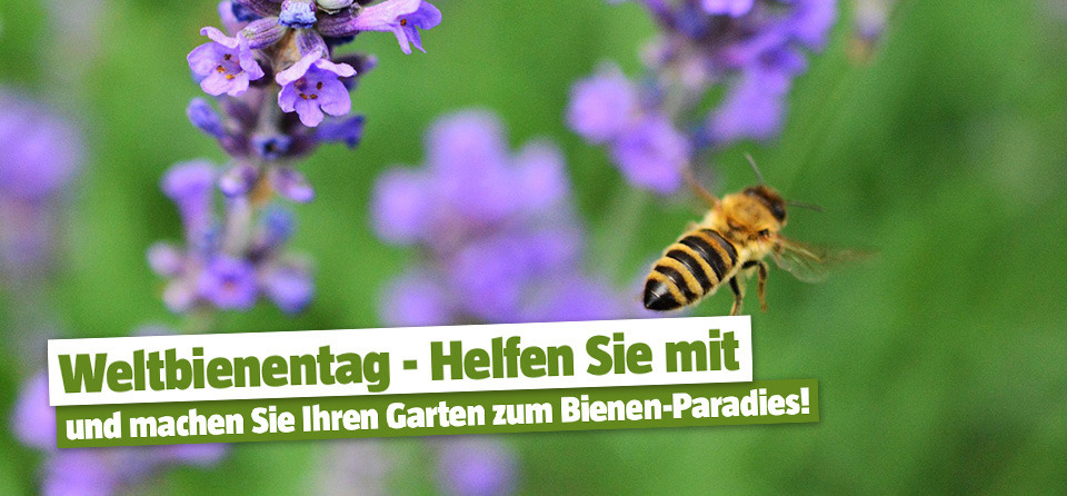 Header für Ratgeber perfekter Garten für Bienen