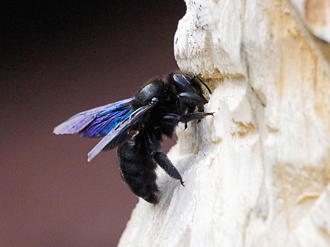 Einheimische Wildbienen: die Große Blaue Holzbiene