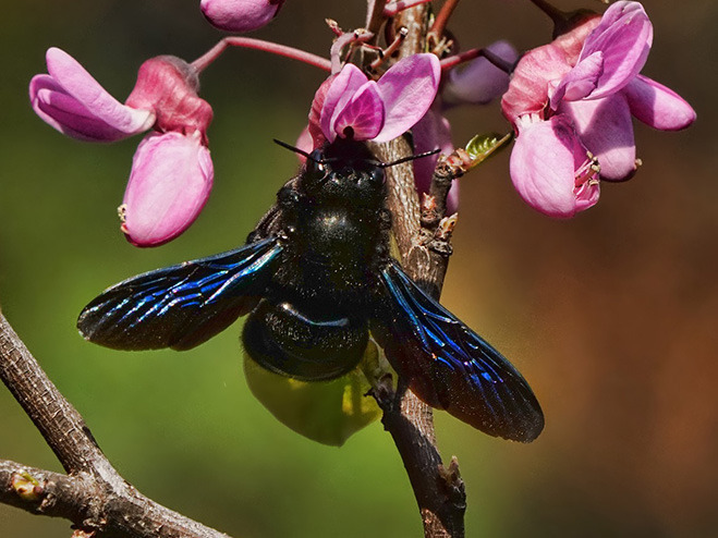 Einheimische Wildbienen: die Große Blaue Holzbiene