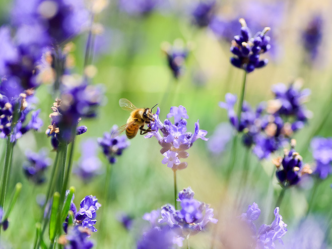 Biene am Lavendel