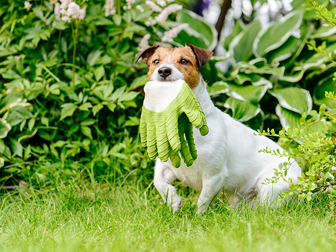 Hund mit Gartenhandschuhen im Maul