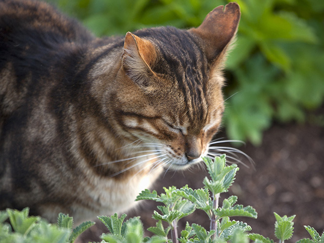 Katze riecht an Katzenminze