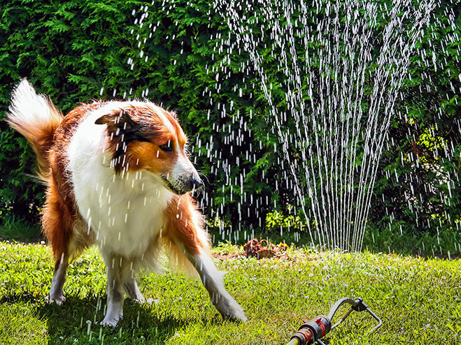 Hund und Rasensprenger im Garten