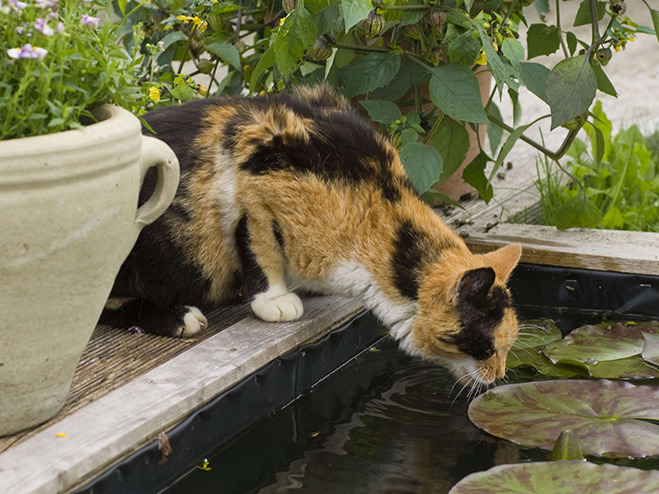 Katze trinkt aus Brunnen