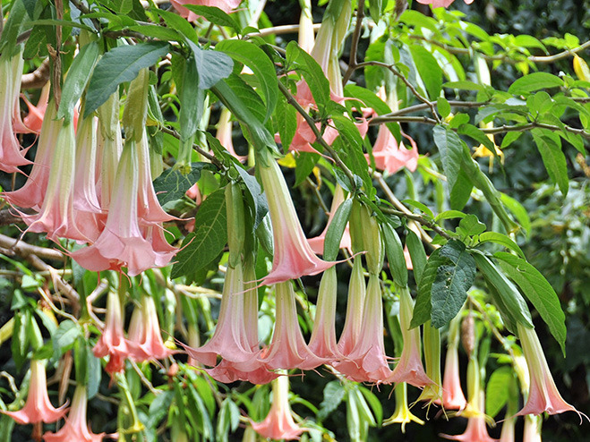 Engelstrompete im Garten