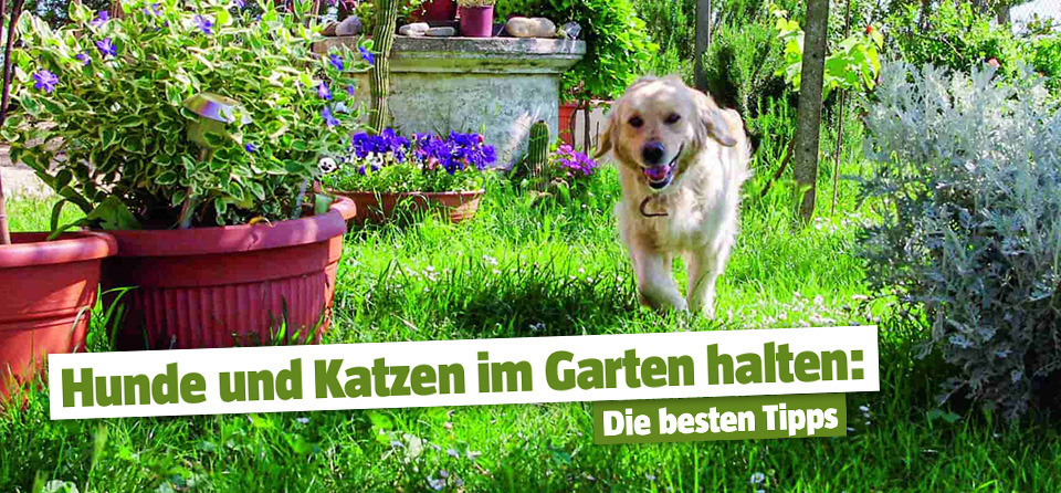 Hund rennt durch den Garten