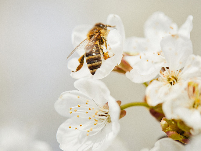 Insektenhotel bauen: Biene auf einer Blüte