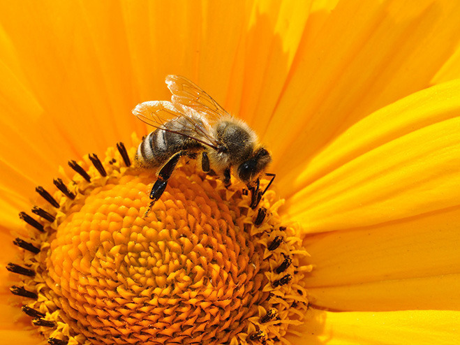 Nützlinge im Garten: Biene