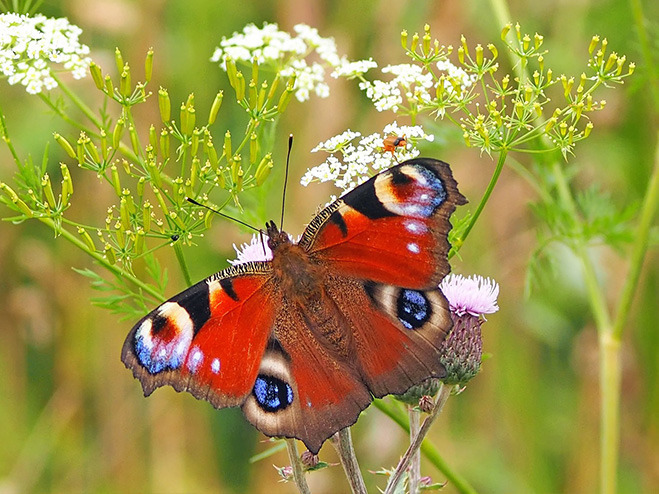 Nützlinge im Garten: Schmetterling
