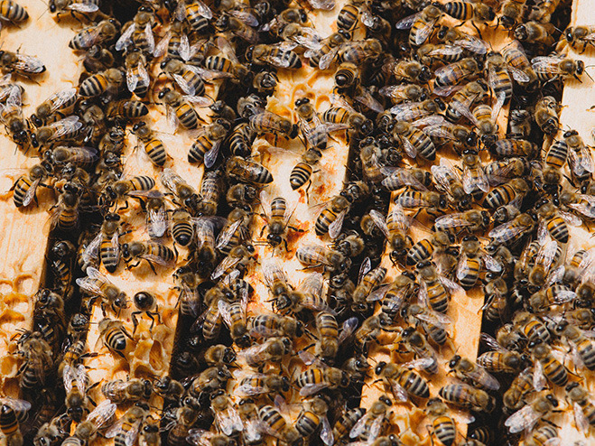 Bienenschwarm im Bienenstock