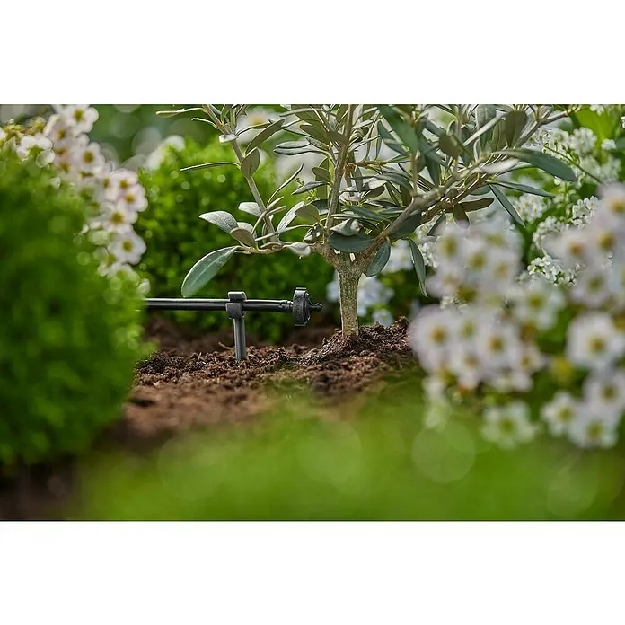 Gardena Micro-Drip Gotero final - 15 ud., 2 l/h - Primer plano de un sistema de microgoteo Gardena Micro que riega un olivo joven, rodeado de flores y vegetación.