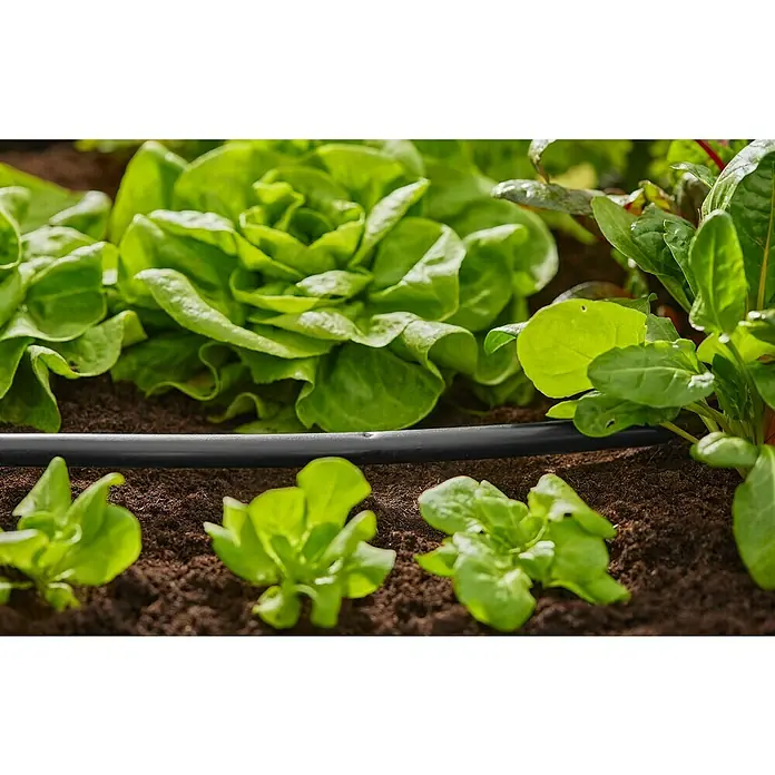 Gardena Tubo distribuidor Flex - 50 m, ½″ - Primer plano de plantas de lechuga en el huerto con sistema de riego. Hojas verdes y tierra sana.