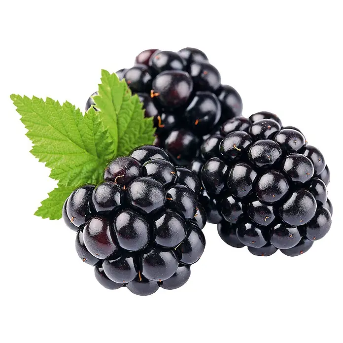 Brombeere - Rubus fruticosus 'Triple Crown', Topfvolumen: 2 l - Nahaufnahme von Brombeeren mit einem grünen Blatt, die Frische und natürliche Süße versprechen.