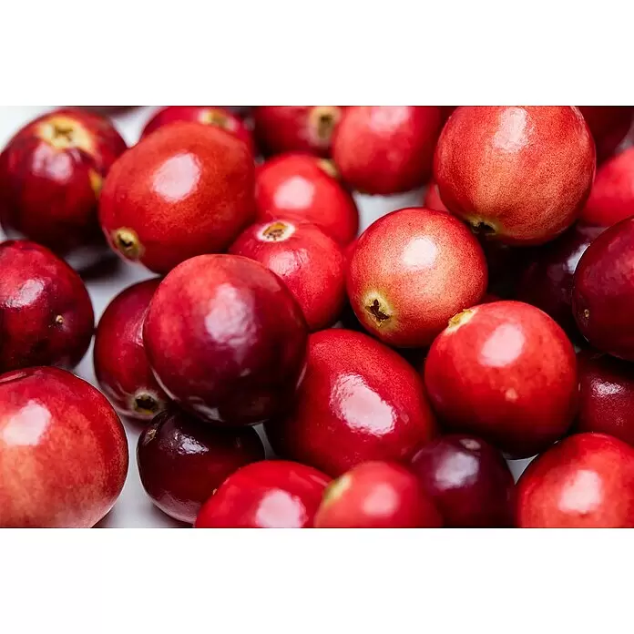 Heidelbeere - Vaccinium macrocarpon, Erntezeit: September, Topfvolumen: 2 l - Frische, leuchtend rote Cranberries, zusammengehäuft, die ihre natürlichen Farben und Texturen zeigen.