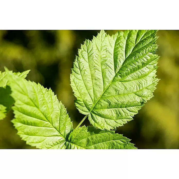 Brombeere - Rubus fruticosus 'Triple Crown', Topfvolumen: 2 l - Frische, leuchtend grüne Blätter mit detaillierten Adern und gezackten Rändern.