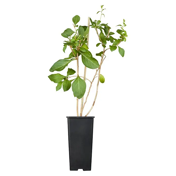 Piardino Goji-Beere BioLycium barbarum 'Big and Sweet', Erntezeit: August, Topfvolumen: 2 l
