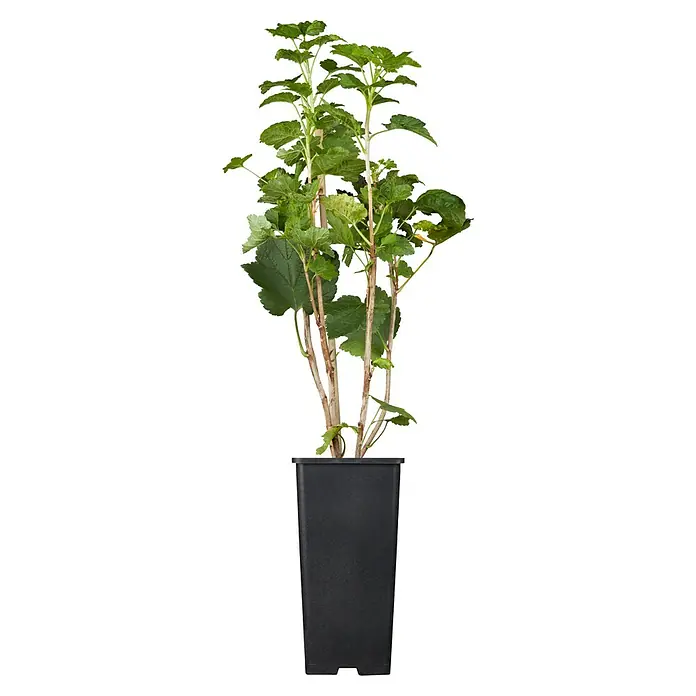 Johannisbeere Bio - Ribes rebrum 'Rosenthals Langtraubige', Erntezeit: Juli - Ein Johannisbeerstrauch in einem schwarzen Topf, ideal für den Anbau eigener Beeren im Garten oder auf dem Balkon. Die Pflanze ist gesund und kräftig.