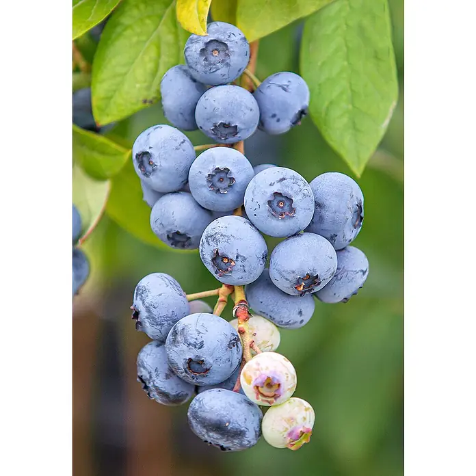 Heidelbeere Bio - Bluecrop - Vaccinium corymbosum 'Bluecrop', Erntezeit: Juli - Nahaufnahme von frischen, prallen Blaubeeren am Strauch, die eine köstliche und natürliche Ernte versprechen.
