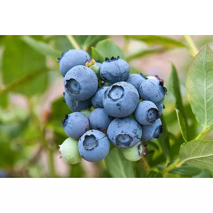 Heidelbeere Bio - Vaccinium corymbosum - Frische blaue und grüne Heidelbeeren reifen am Strauch.