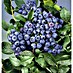 Heidelbeere Bio - Bluecrop 