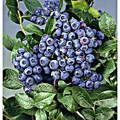 Heidelbeere Bio - Bluecrop (Vaccinium corymbosum 'Bluecrop', Erntezeit: Juli) | BAUHAUS