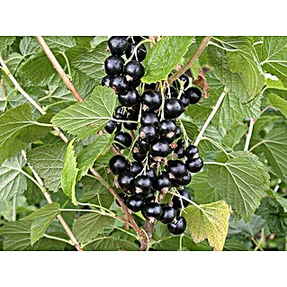 Schwarze Johannisbeere Bio (Ribes rubrum 'Rosenthals Langtraubige', Erntezeit: Juli)