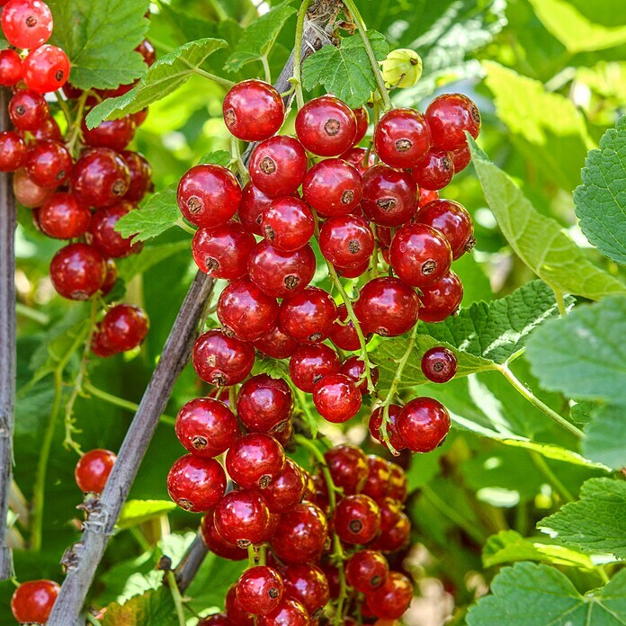 Rote Johannisbeere Bio - Jonkheer van Tets (Ribes rubrum, Erntezeit: Juni) | BAUHAUS